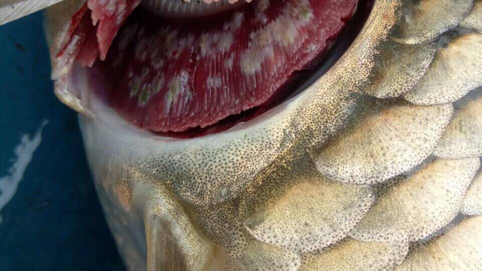 Bệnh nấm thủy mi trên cá