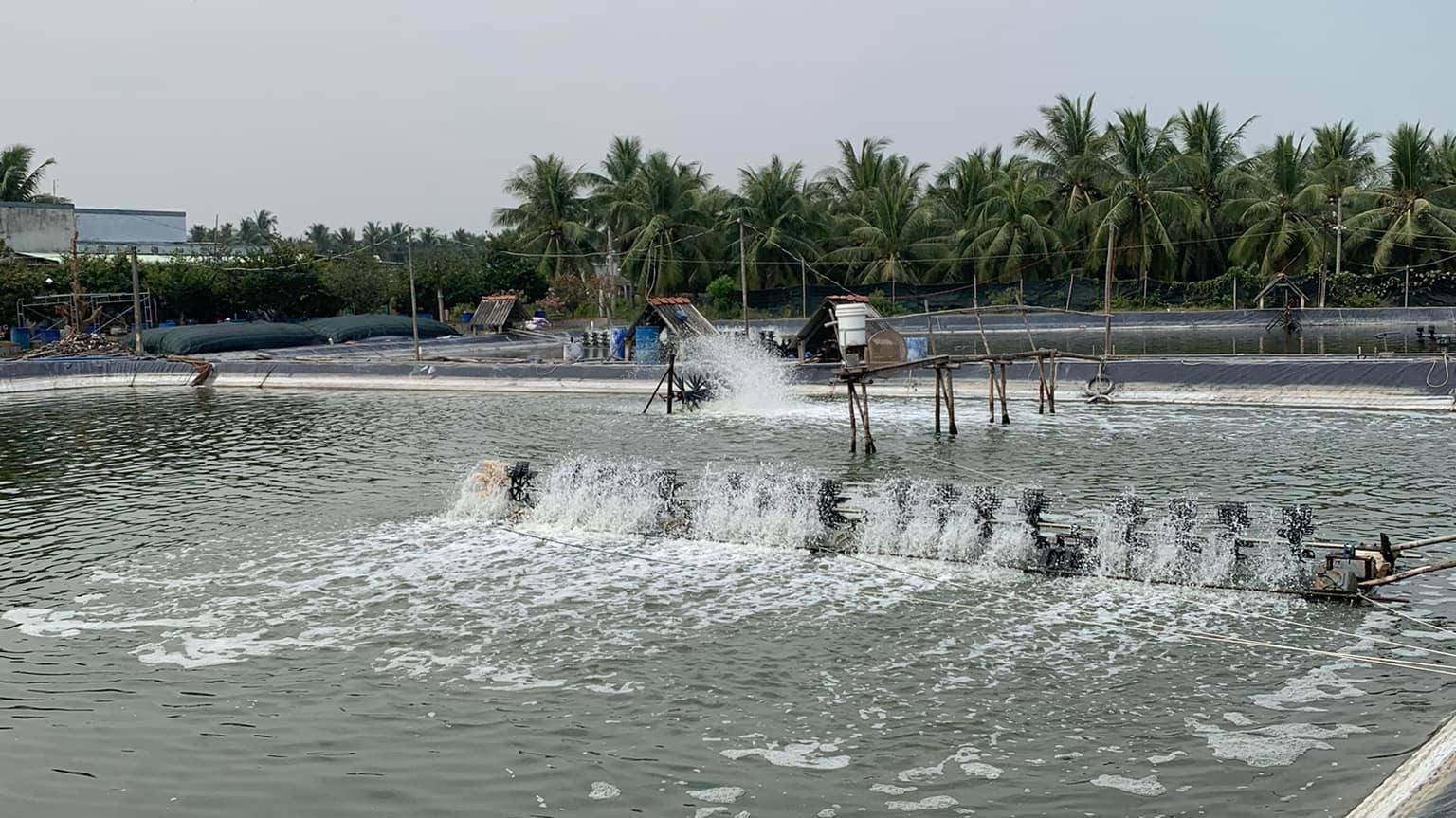 Bệnh Vibrio trên tôm