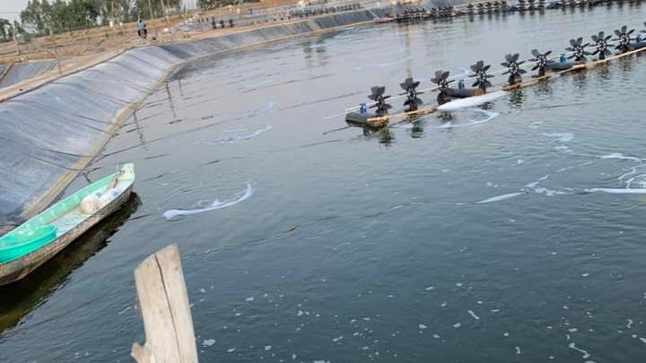 Nguyên nhân gây bệnh ở tôm nuôi