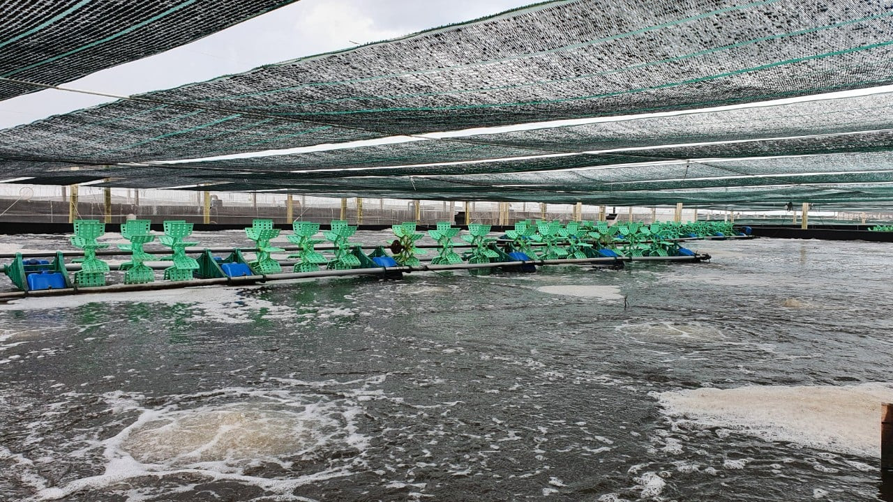 Bệnh đốm trắng trên tôm