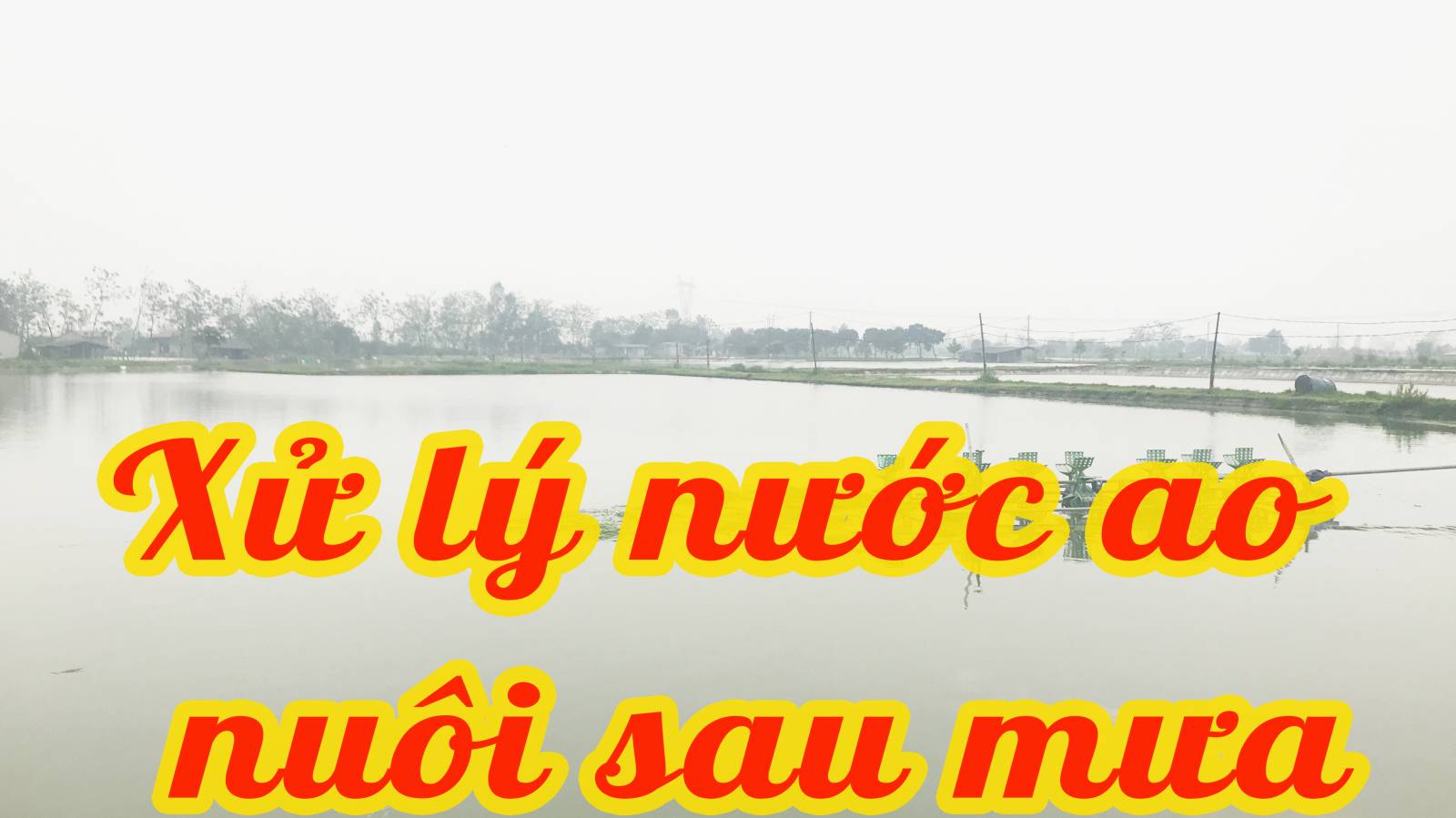 Xử lý nước ao nuôi ô nhiễm sau khi mưa