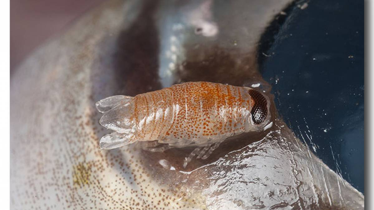 Nhận biết và điều trị một số bệnh do ký sinh trùng trên cá