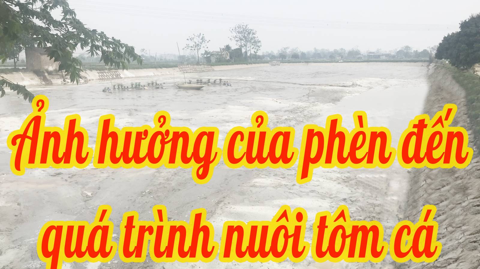 Ảnh hưởng của phèn đến quá trình nuôi tôm cá