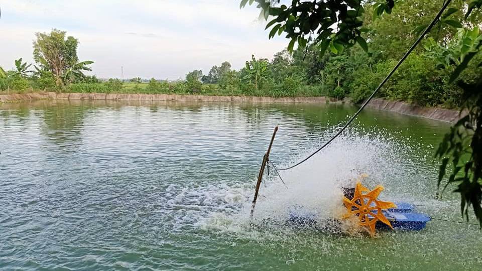 Tác động của thuốc và hóa chất lên động vật thủy sản