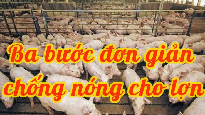 Ba bước đơn giản phòng chống nóng cho heo