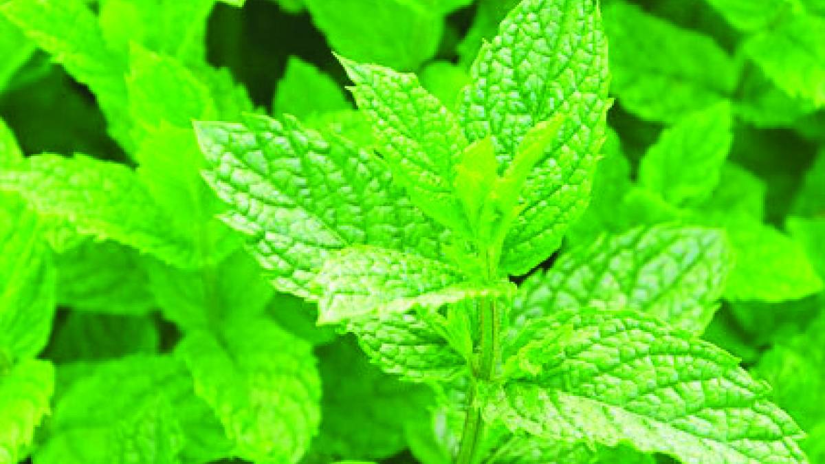 Thảo dược Xu thế mới để phòng và trị bệnh cho gia súc, gia cầm