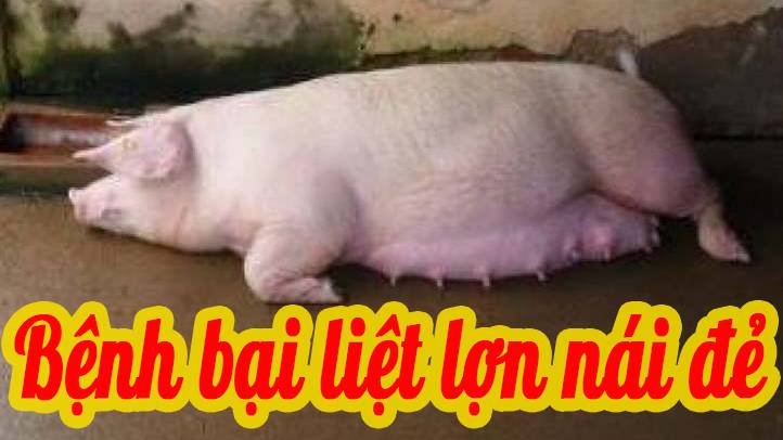 Bệnh bại liệt ở lợn lái đẻ 