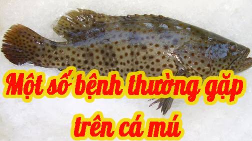 Một số bệnh thường gặp trên cá mú