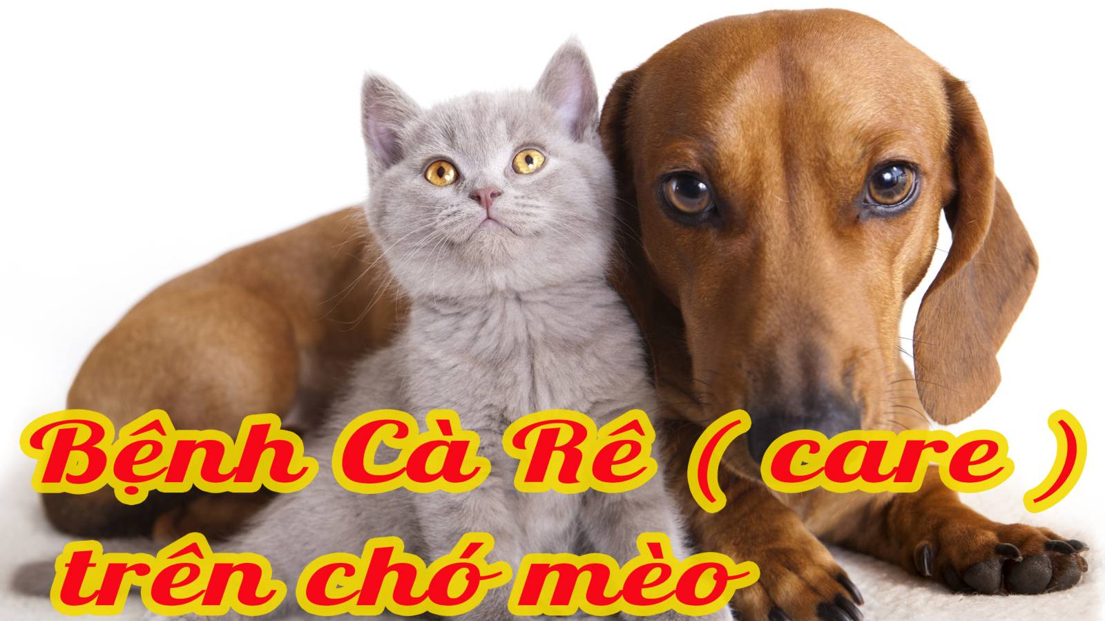 Bệnh Cà Rê ( care ) trên chó mèo