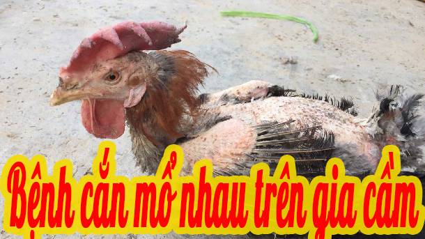 Bệnh cắn mổ nhau trên gia cầm 