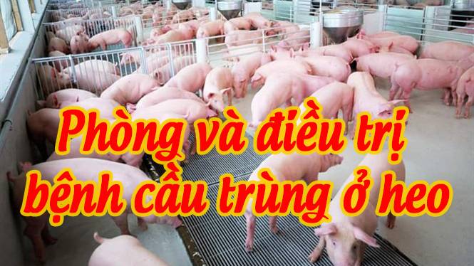 Phòng và trị bệnh cầu trùng ở heo