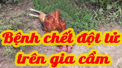 Bệnh chết đột tử trên gia cầm 