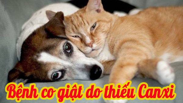 Bệnh co giật do thiếu Canxi trên chó mèo