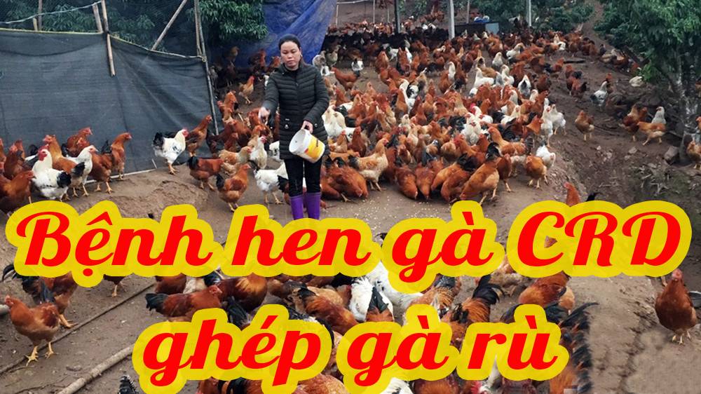Bệnh hen gà CRD ghép gà rù