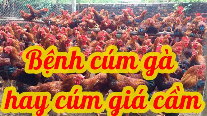 Bệnh cúm gà hay cúm gia cầm 