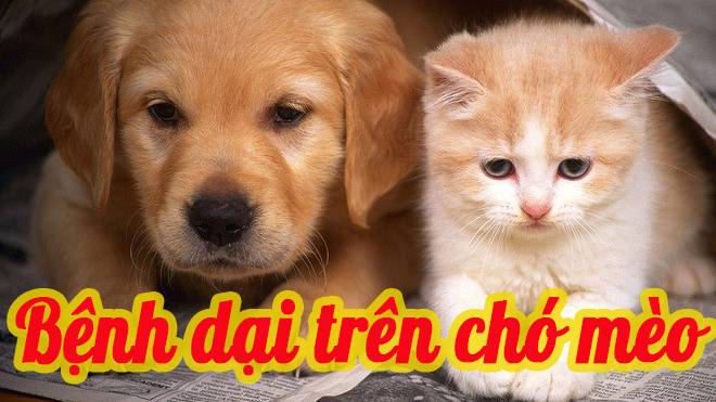 Bệnh dại trên chó mèo và trên người
