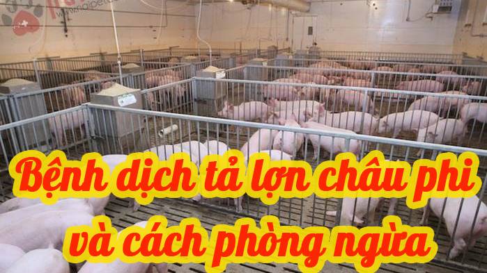 Bệnh Dịch Tả Lợn Châu Phi và các biện pháp phòng chống