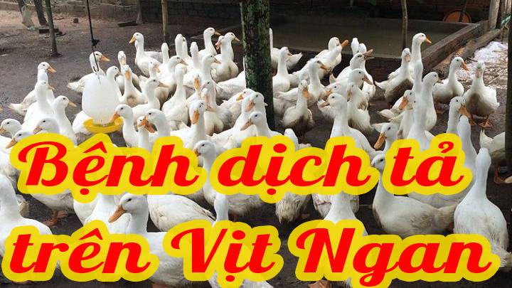 Bệnh dịch tả trên Vịt Ngan