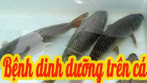Bệnh dinh dưỡng ở cá