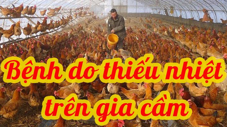 Bệnh do thiếu nhiệt trên gia cầm