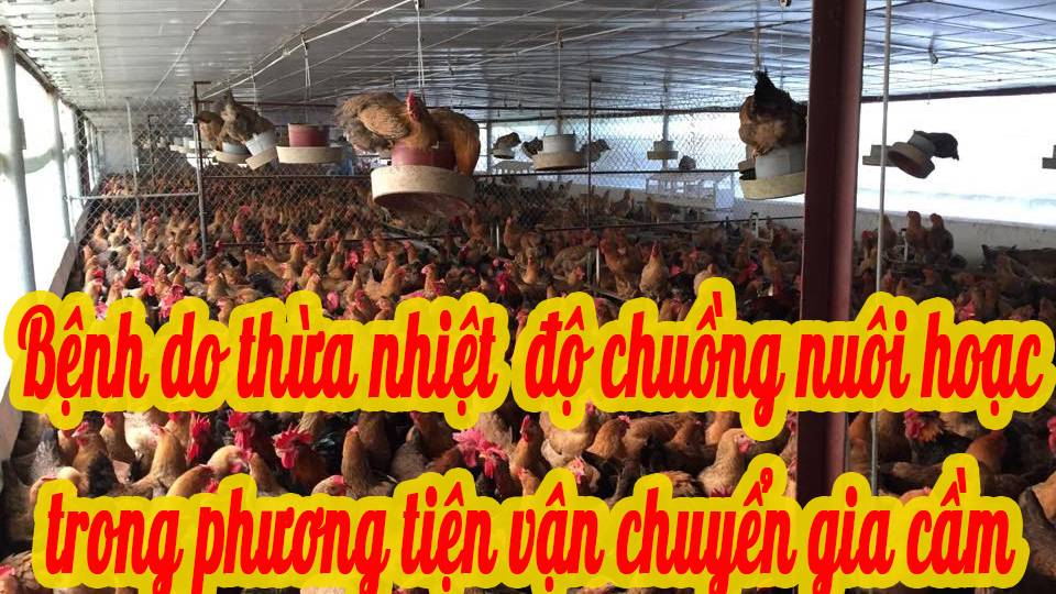 Bệnh do thừa nhiệt độ chuồng nuôi hoạc do phương tiện vận chuyển gia cầm