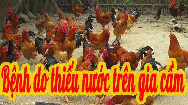 Bệnh thiếu nước trên gia cầm 