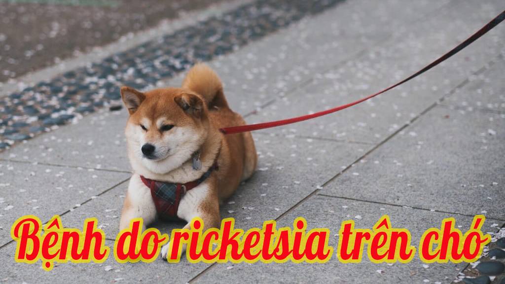 Bệnh do vi khuẩn Ricketsia gây ra