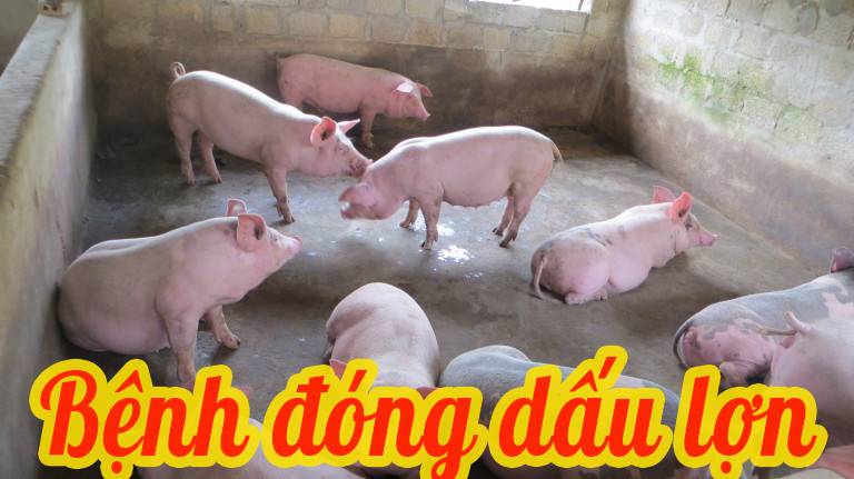 Bệnh đóng dấu trên lợn