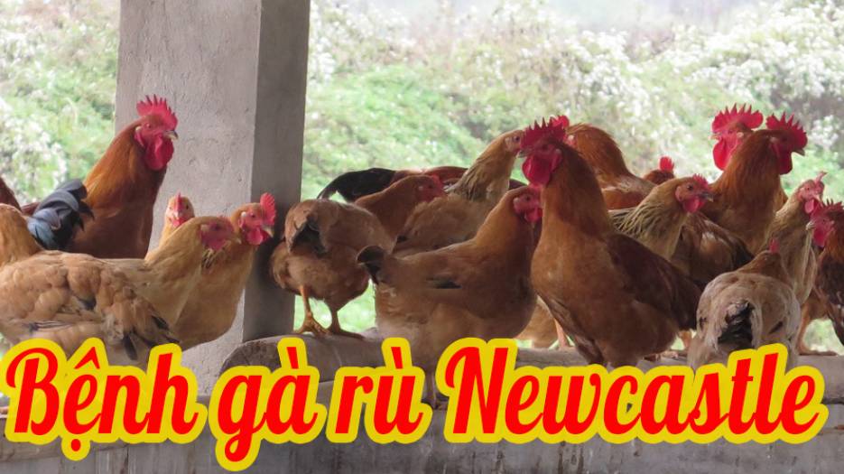 Bệnh gà rù - Newcastle