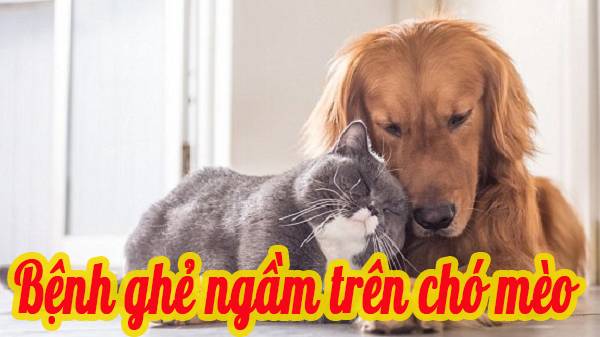 Bệnh ghẻ ngầm trên chó mèo