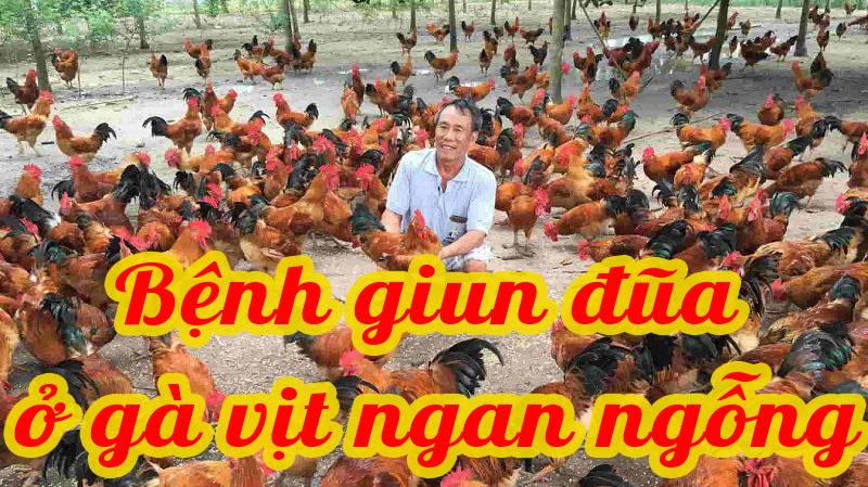 Bệnh giun đũa ở Gà , Vịt , Ngan , Ngỗng