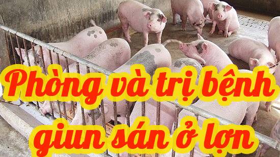 Phòng và trị một số bệnh giun, sán ở lợn (giun đũa , giun tóc, giun kết hạt, sán lá ruột)