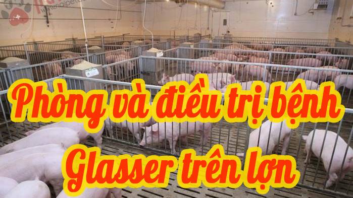 Nhận Biết , Phòng Và Điều Trị Bệnh Glasser Trên Lợn 