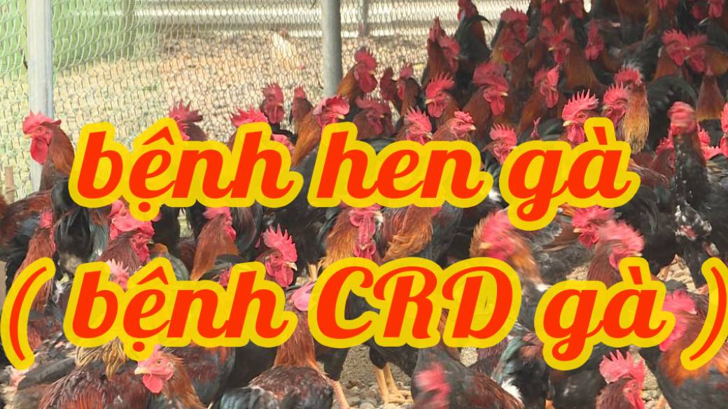 BỆNH CRD Ở GÀ (BỆNH HEN GÀ) - BỆNH ĐƯỜNG HÔ HẤP TRÊN GÀ