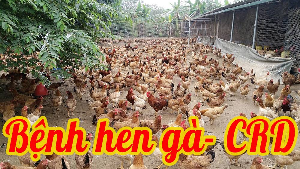 Bệnh hen gà CRD