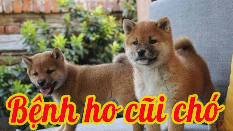 Bệnh ho cũi chó