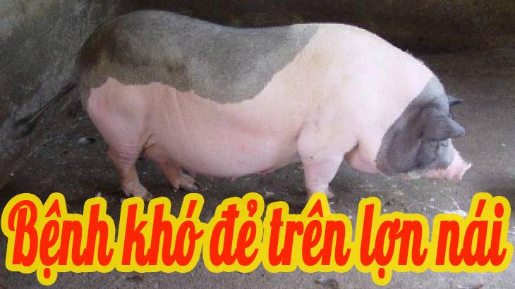 Bệnh khó đẻ trên lợn nái 