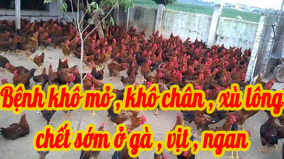 Bệnh khô mỏ , khô chân , xù lông , chết sớm ở gà , vịt , ngan