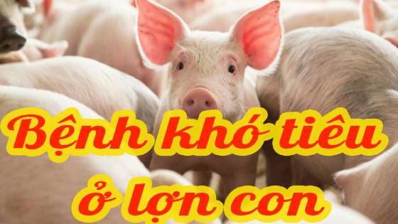 Bệnh khó tiêu ở lợn con