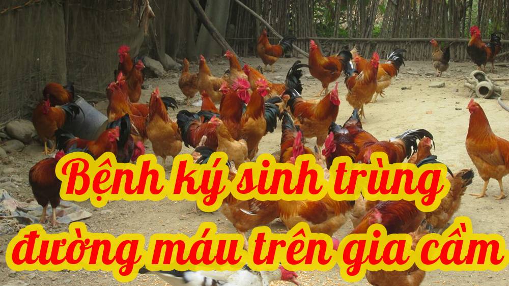 Bệnh ký sinh trùng đường máu trên gia cầm 