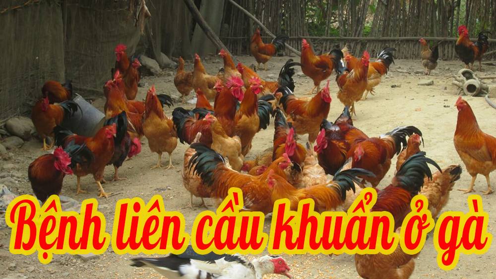 Bệnh liên cầu khuẩn ở gà