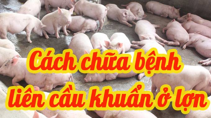 TRIỆU CHỨNG, CÁCH CHỮA BỆNH LIÊN CẦU KHUẨN Ở LỢN
