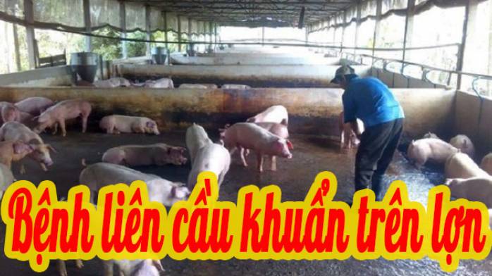 Bệnh liên cầu khuẩn trên lợn