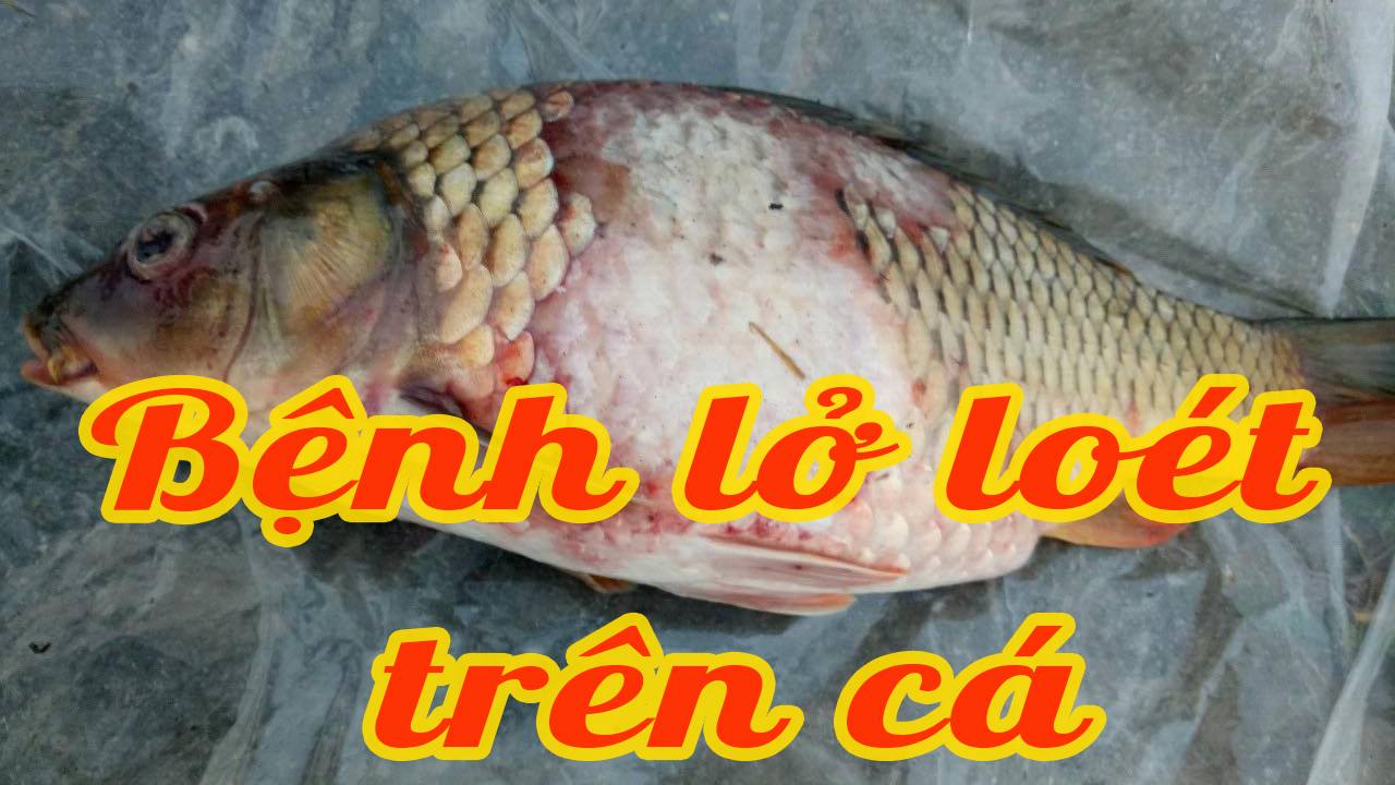 Hội chứng dịch bệnh lở loét ở cá