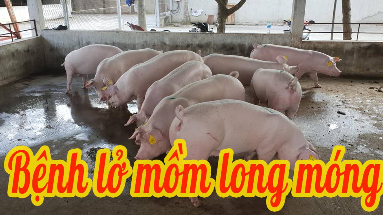 Bệnh lở mồm long móng