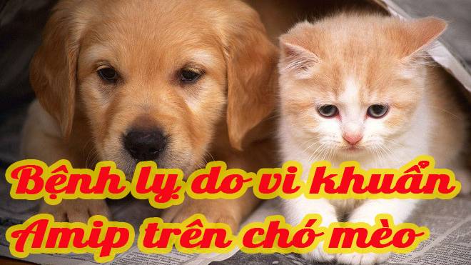 Bệnh lỵ do vi khuẩn Amip trên chó mèo