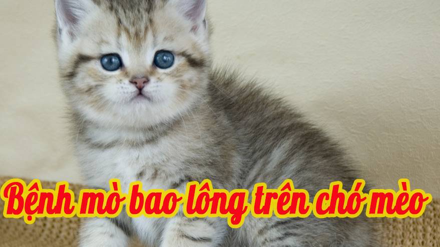 Bệnh mò bao lông trên chó mèo