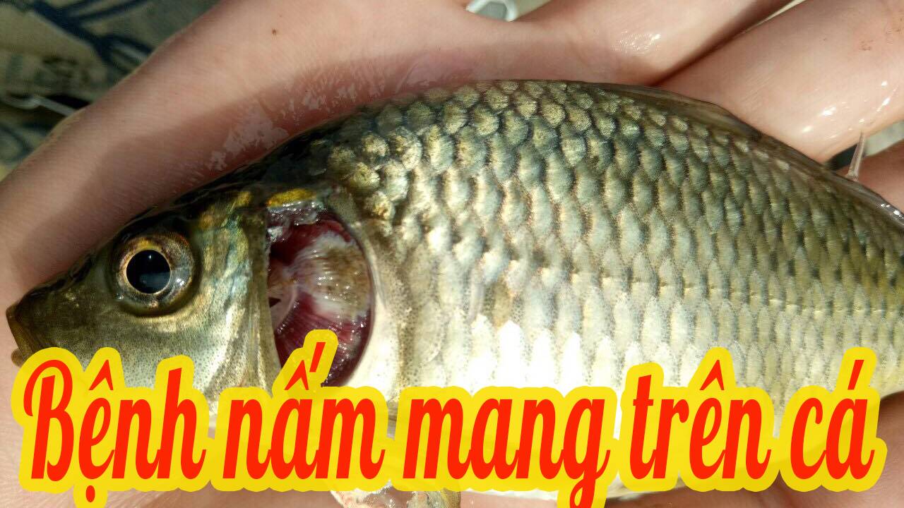 Bệnh nấm mang trên cá
