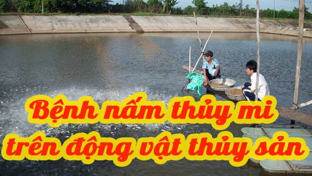 Bệnh nấm thuỷ my ở động vật thủy sản nước ngọt