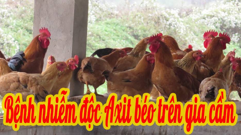 Bệnh nhiễm độc Axit béo trên gia cầm